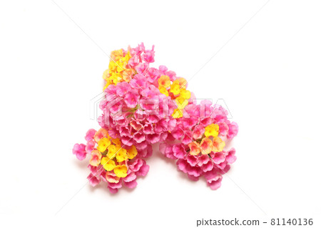 Lantana flower neck on white background 81140136