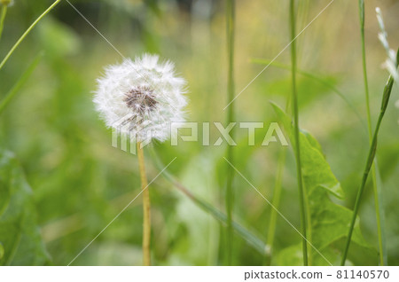 Beautiful fluffy dandelion on green background, summer plants Beautiful fluffy dandelion on green background, summer plants 81140570