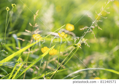 Green grass and wild plants. Beautiful summer green abstract background. Green grass and wild plants. Beautiful summer green abstract background. 81140571