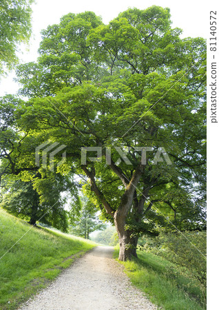 Green trees in park with green grass and path walk. Summer beautiful park 81140572