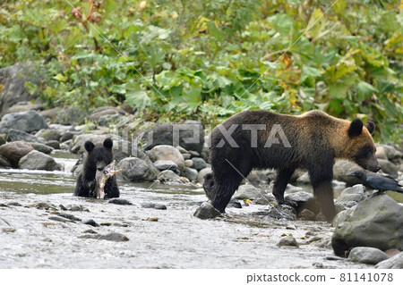A brown bear child who caught a salmon (Shiretoko, Hokkaido) A brown bear child who caught a salmon (Shiretoko, Hokkaido) 81141078