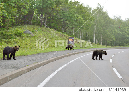 Brown bear crossing the road (Shiretoko, Hokkaido) Brown bear crossing the road (Shiretoko, Hokkaido) 81141089