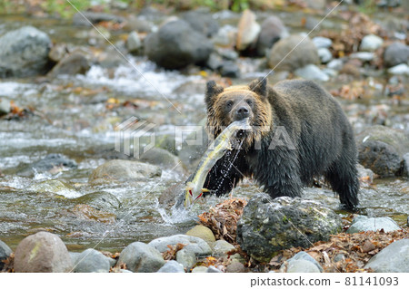 Brown bear catching salmon (Shiretoko, Hokkaido) 81141093