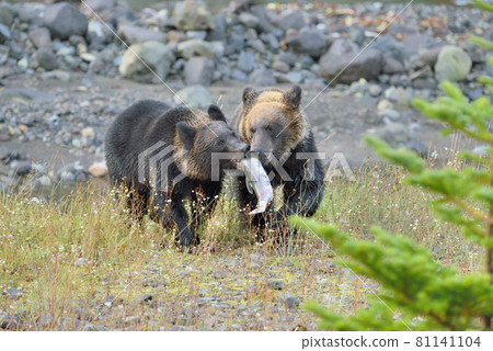 Brown bear brothers competing for fish (Shiretoko, Hokkaido) Brown bear brothers competing for fish (Shiretoko, Hokkaido) 81141104