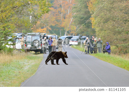 攝影師和棕熊（北海道知床） 81141105