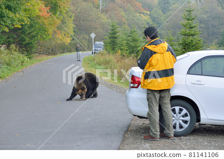 Tourists and brown bears (Shiretoko, Hokkaido) 81141106