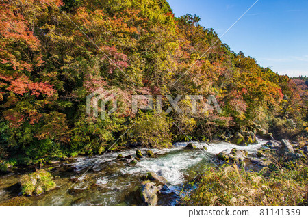 Autumn at the foot of Mt. Fuji Fujinomiya Autumn leaves sound stop waterfall upstream flow 81141359