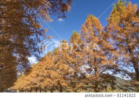 Autumn leaves of Makino's Metasequoia trees 81141822