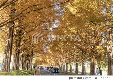 Autumn leaves of Makino's Metasequoia Namiki 81141862