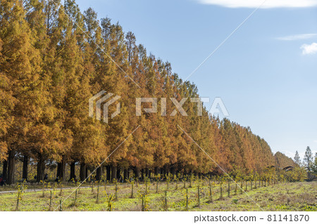 Autumn leaves of Makino's Metasequoia Namiki 81141870