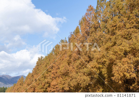 Autumn leaves of Makino's Metasequoia Namiki 81141871