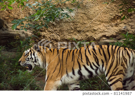 阿穆爾托拉 阿穆爾托拉 81141987