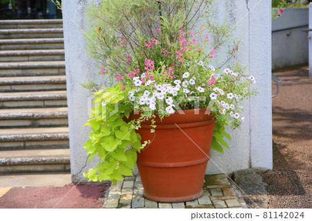 牽牛花〉 81142024