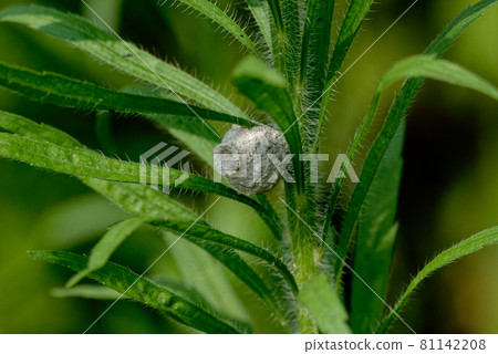 Kiashitok Ribachi's Nest 81142208