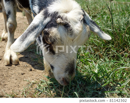 Goat eating [Nakayoshi Tongari Ranch] 81142302