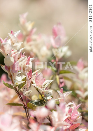 Oval tree with pale pink and red leaves Oval tree with pale pink and red leaves 81142561