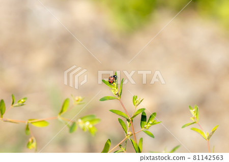 Coccinella septempunctata going back and forth between the branches of Onishiki grass Coccinella septempunctata going back and forth between the branches of Onishiki grass 81142563