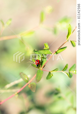 Seven-star ladybugs that come and go between the branches of Onishiki grass Seven-star ladybugs that come and go between the branches of Onishiki grass 81142566