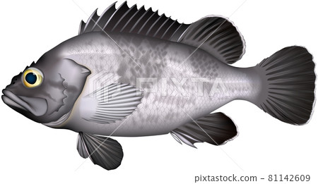 石魚 / Mazoi 插圖矢量 石魚 / Mazoi 插圖矢量 81142609