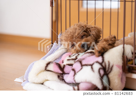 睡覺玩具貴賓犬 睡覺玩具貴賓犬 81142683