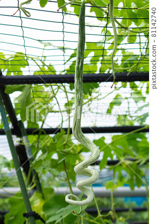 蛇瓜(葫蘆科)學名:Trichosanthes anguina,原產於亞洲熱帶地區,可食用, 蛇瓜(葫蘆科)學名:Trichosanthes anguina,原產於亞洲熱帶地區,可食用, 81142740