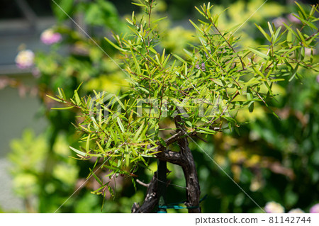 Lemon tea tree Scientific name: Leptospermum petersonii, essential oil raw material Lemon tea tree Scientific name: Leptospermum petersonii, essential oil raw material 81142744
