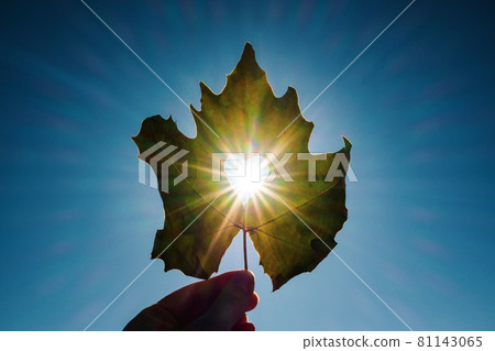 Sun shining through the heart shape in a yellow leaf Sun shining through the heart shape in a yellow leaf 81143065