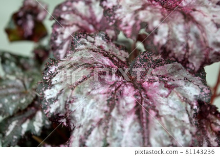 Rex begonia leaf up Rex begonia leaf up 81143236