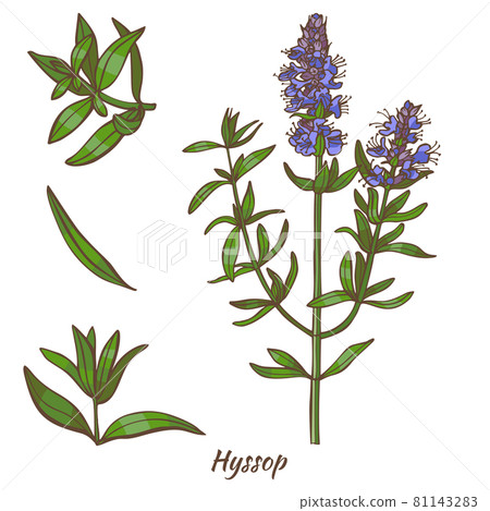 Hyssop Plant and Leaves in Hand Drawn Style 81143283