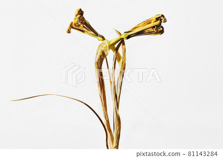 Dead yellow iris flowers Dead yellow iris flowers 81143284