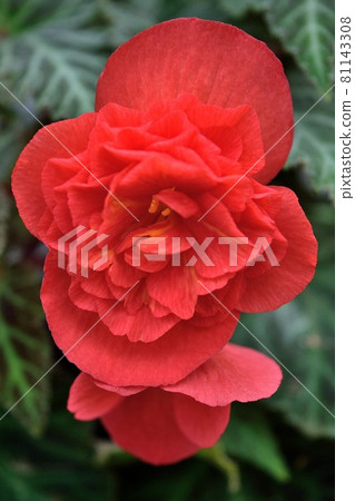 Rose blooming red begonia flower Rose blooming red begonia flower 81143308