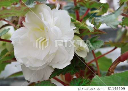 Double-flowered white begonia flowers 81143309