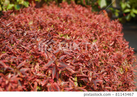 Sanshikia Califa spreading in red Sanshikia Califa spreading in red 81143467