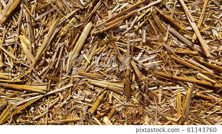 Hay in a bale in a sunny day close-up. Food product for farm animals, farming concept 81143760