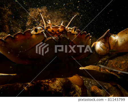A crab among seaweed and stones 81143799