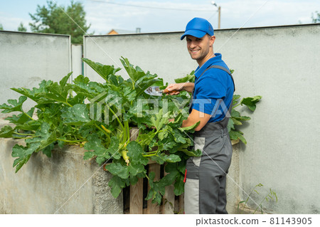 Man takes care of his zucchini on compost in his garden Man takes care of his zucchini on compost in his garden 81143905