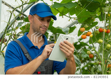 Man with a digital tablet monitors the growth of a tomato in a greenhouse 81143931