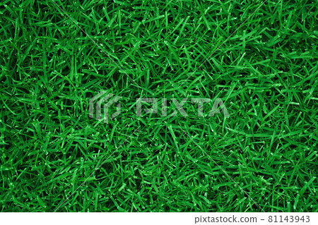 Green grass texture for background. Green lawn pattern and texture background. Top view of grass garden Ideal concept used for making green flooring.  81143943