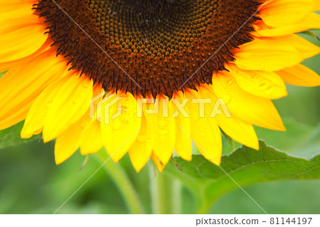 Sunflower after the rain Sunflower after the rain 81144197