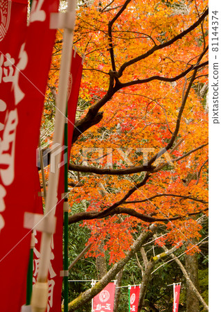 Autumn leaves of Dazaifu Tenmangu Shrine and Tenkai Inari Shrine Autumn leaves of Dazaifu Tenmangu Shrine and Tenkai Inari Shrine 81144374