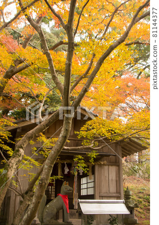 鐮戶神社的黃葉 鐮戶神社的黃葉 81144377