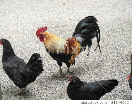 Bright and beautiful chicken Bright and beautiful chicken 81144933