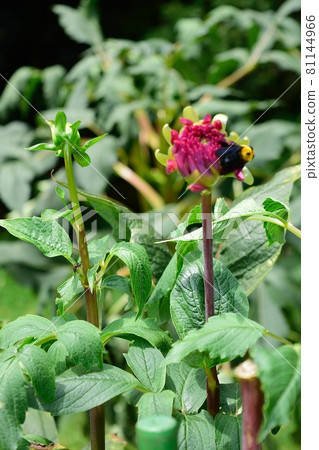 August Dahlia "Edo Fireworks" Carpenter bees resting on the flower August Dahlia "Edo Fireworks" Carpenter bees resting on the flower 81144966