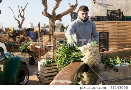 Young farm worker washing green spring onions Young farm worker washing green spring onions 81145096