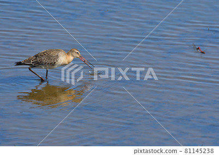 Red dragonfly and sandpiper 81145238