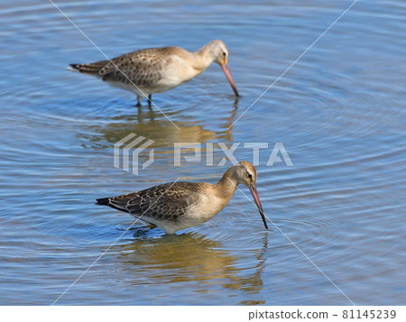 Collaboration of sandpiper 81145239