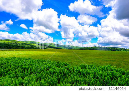 Grassland and blue sky Grassland and blue sky 81146034