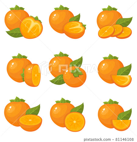 Set of fresh whole, half, cut slice persimmon fruits isolated on white background. Summer fruits for healthy lifestyle. Organic fruit. Cartoon style. Vector illustration for any design. 81146108
