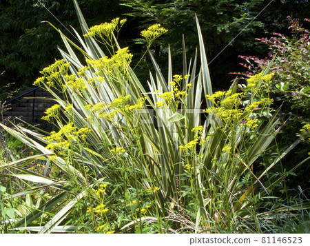 Ominaeshi / Jorohana (Seven Herbs of Autumn) Ominaeshi / Jorohana (Seven Herbs of Autumn) 81146523
