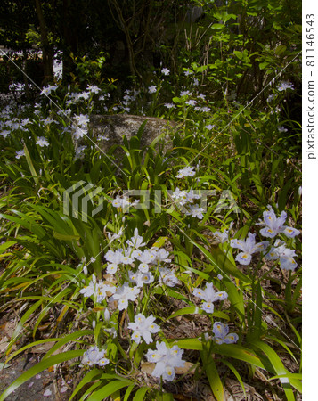 Shaga Forest at Jurinji Temple / Nishinomiya City, Hyogo Prefecture 81146543